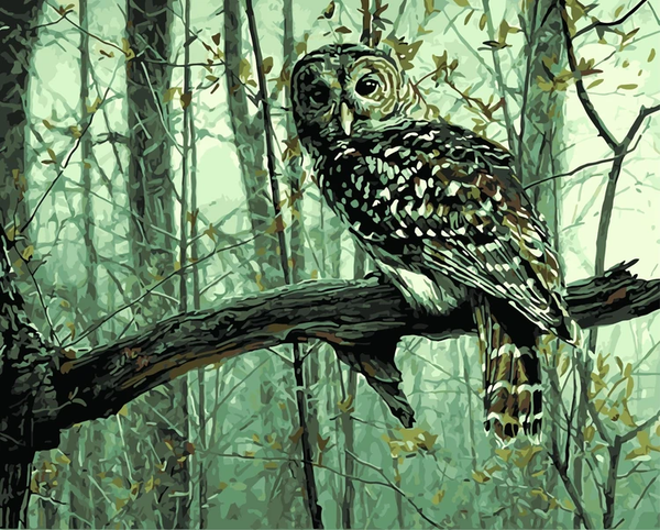 Owl Diy Paint By Numbers Kits Uk WM-581