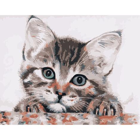 Cat Diy Paint By Numbers Kits UK PE0179