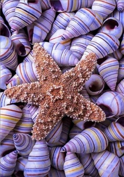 DIY Starfish Paint By Numbers Kits UK MA102